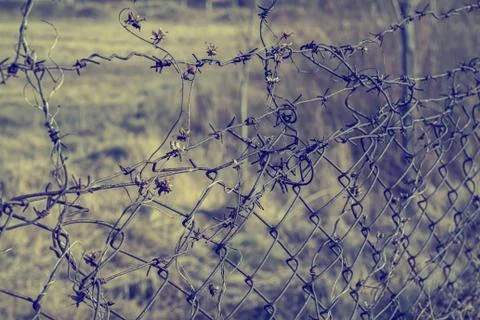 Barbed wire border Stock Photos