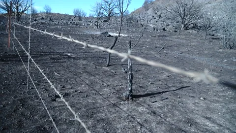 Barbed Wire in Burn Area Stock Footage 145770531