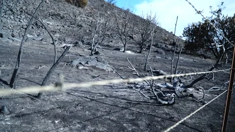 Barbed Wire in Burn Area Stock Footage 145770759
