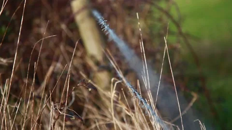 Barbed wire camera focusing with green grass Video stock 126933872