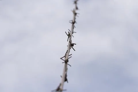 Barbed wire close-up against a cloudy sky. Stock Photos