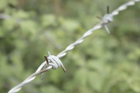 Barbed Wire Close Up on Green Background Stock Photos