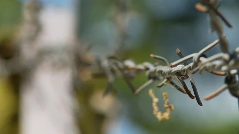Barbed wire close up- pull focus Stock Footage 126992558