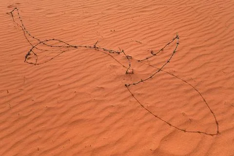 Barbed wire covered with red sand in desert, closeup detail Stock Photos