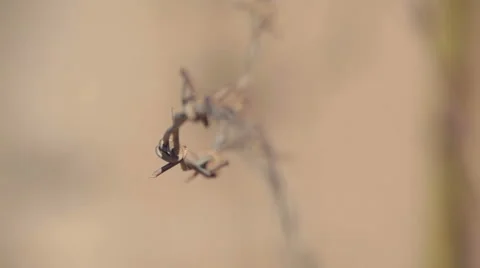 Barbed wire in the desert. Vidéo 59303194