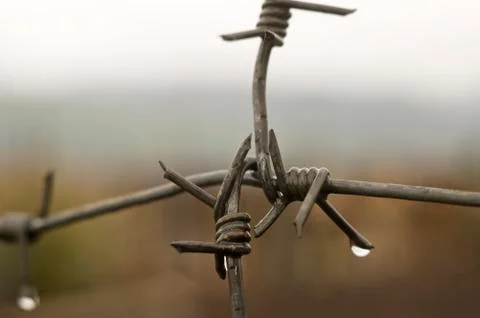 Barbed wire with drops of a rain. Stock Photos