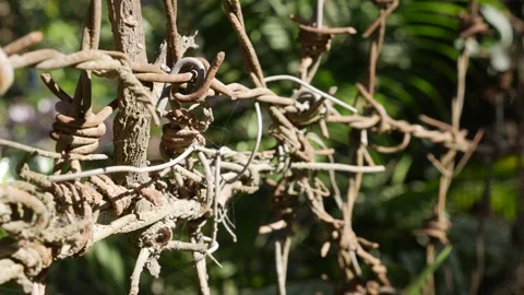 Barbed wire extends in multiple rows creating a dense barrier of sharp twisted Stock Footage 332124605