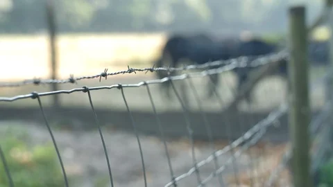 Barbed wire at farm Stock Footage 93450680