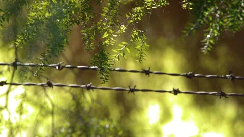 Barbed Wire Fence and Eucalyptus Leaves in Australian Outback 库存影片 341473271