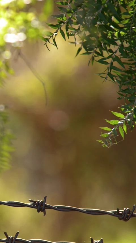 Barbed Wire Fence and Eucalyptus Leaves in Australian Outback 库存影片 341473301