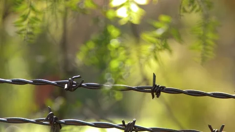 Barbed Wire Fence with Blurred Eucalyptus Leaves in Australian Outback Video stock 342588523