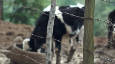 Barbed Wire Fence with Cows Stock Footage 33547361