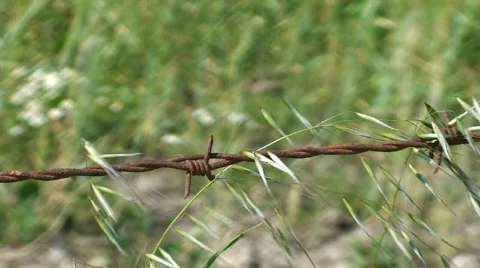 Barbed wire fence  Stock Footage 117082