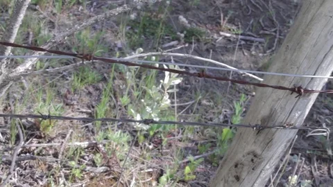 Barbed Wire Fence Stock Footage 79576645