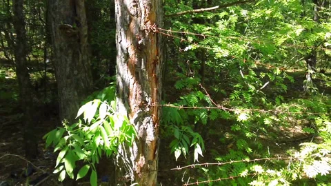 Barbed wire fence in the forest Stock Footage 132498651