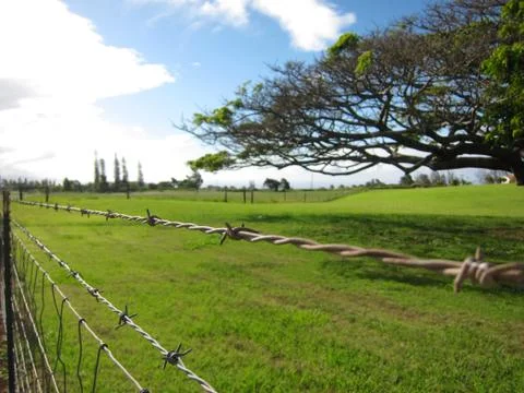 Barbed wire fence lining a large green lawn with big trees Stock Photos