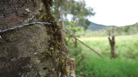Barbed Wire Fence Live Tree Dolly Video stock 53072818