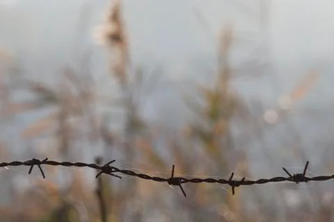 Barbed wire fence Stock Photos