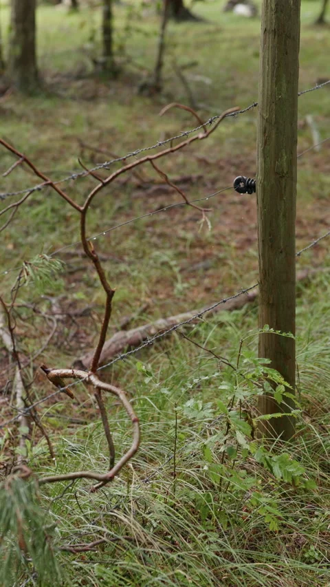 Barbed wire fence post in wooded meadow with mossy timber and wild grass in Stock Footage 344770109