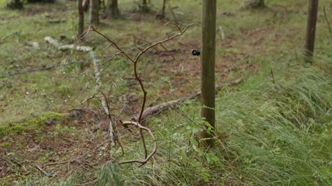 Barbed wire fence posts standing among wet grass in quiet woodland clearing Stock Footage 344770012