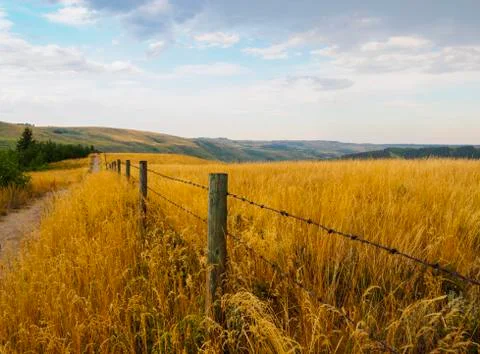 Barbed wire fence running parallel to a dirt pathway surrounded by tall grass Stock Photos