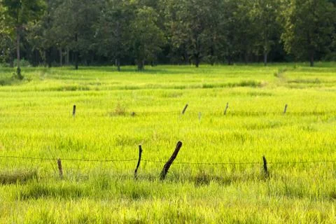 Barbed wire in the field Stock Photos