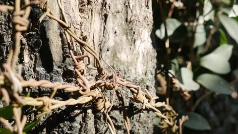 Barbed wire is fixed around a tree trunk forming part of a fence structure with 動画素材 333256451