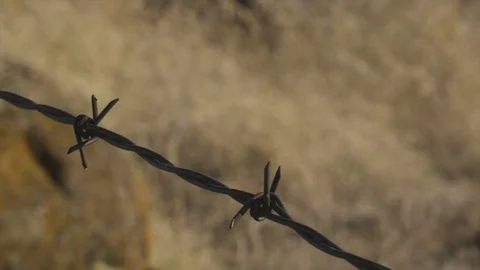 Barbed wire flowing in the breeze with brown dead grass in the background Stock Footage 103328023
