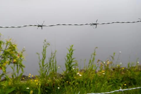 Barbed wire in focus with plants in the background Foto stock