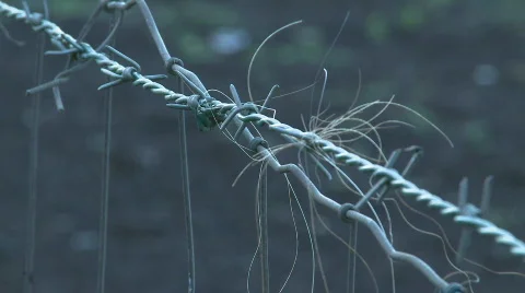 Barbed wire Stock Footage 315174