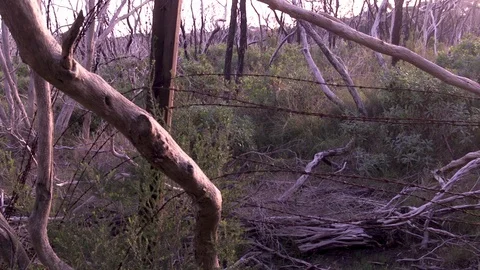 Barbed wire in forest Stock Footage 91048319