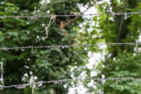 Barbed wire in front of forest Stock Photos
