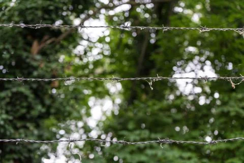 Barbed wire in front of forest Stock Photos