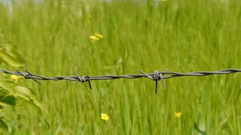 Barbed wire with green grass on background Stock Footage 72948981