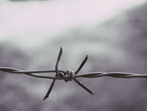 The barbed wire has a spider web on it. Stock Photos