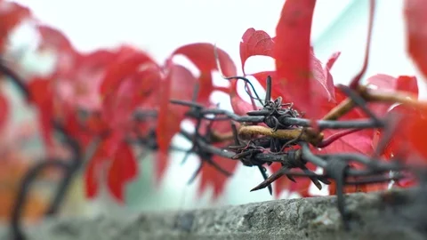 Barbed wire leaves fall Stock Footage 81642894