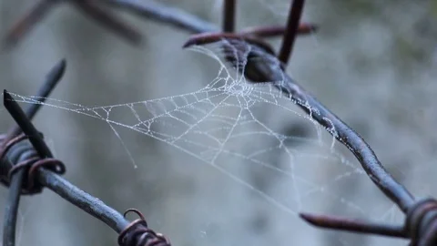 Barbed wire leaves fall Stock Footage 81643077