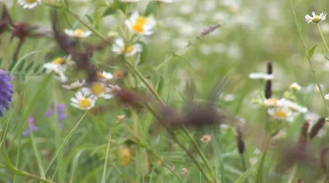 Barbed Wire on a Meadow Stock Footage 8156941