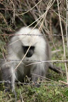 Barbed Wire, monkey Photos
