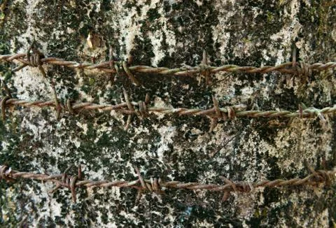 Barbed wire on the old wall Stock Photos