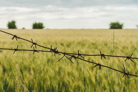Barbed wire over a wheat field under the sky with clouds. Countryside backgro Stock Photos