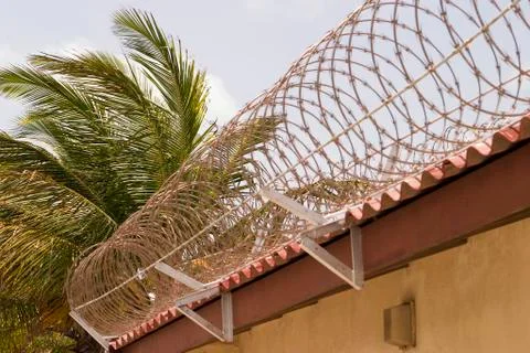 Barbed wire with palm tree Stock Photos