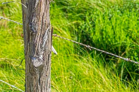 Barbed wire Stock Photos