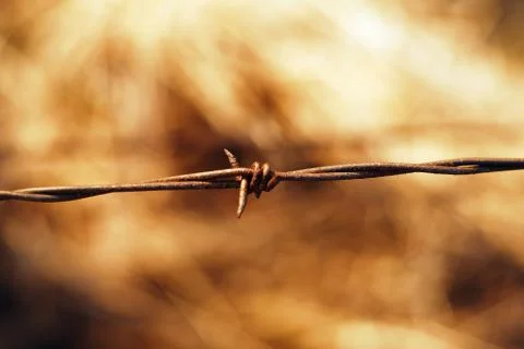 Barbed Wire Stock Photos