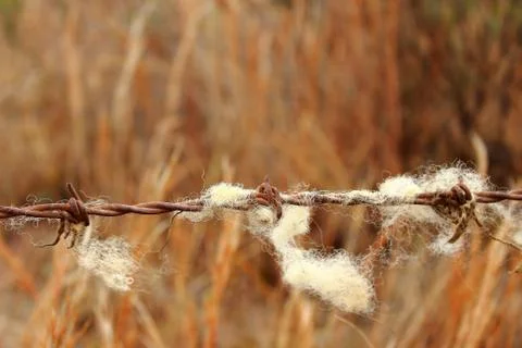 Barbed wire Stock Photos