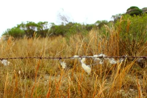 Barbed wire Stock Photos