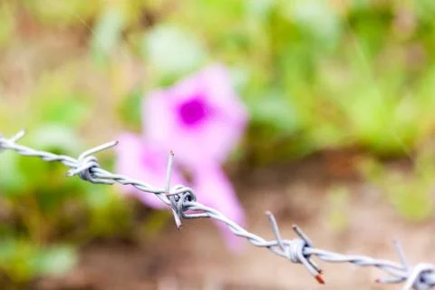 Barbed Wire Stock Photos