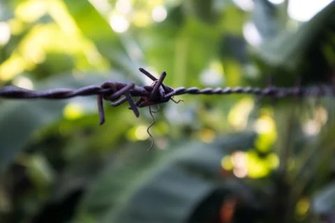 Barbed wire Stock Photos
