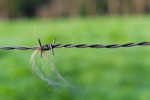 Barbed wire Stock Photos