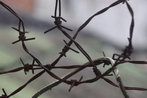 Barbed Wire Stock Photos